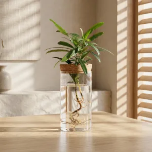Minimalist Hydroponic Glass Vase — view 1